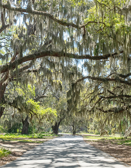 tree lined path